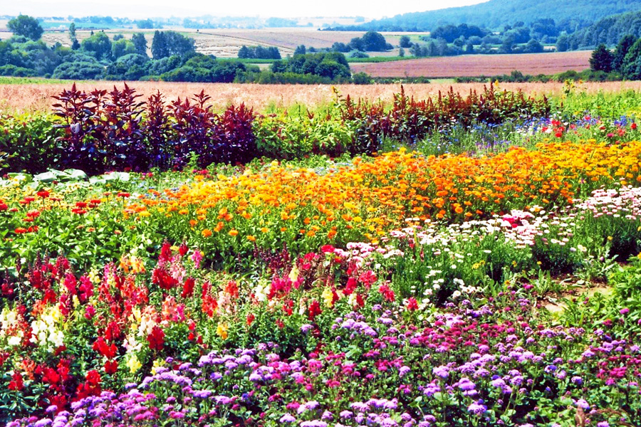 Blumengarten farbenprächtige Vielfalt zum Selbstpflücken Biohof Böhm