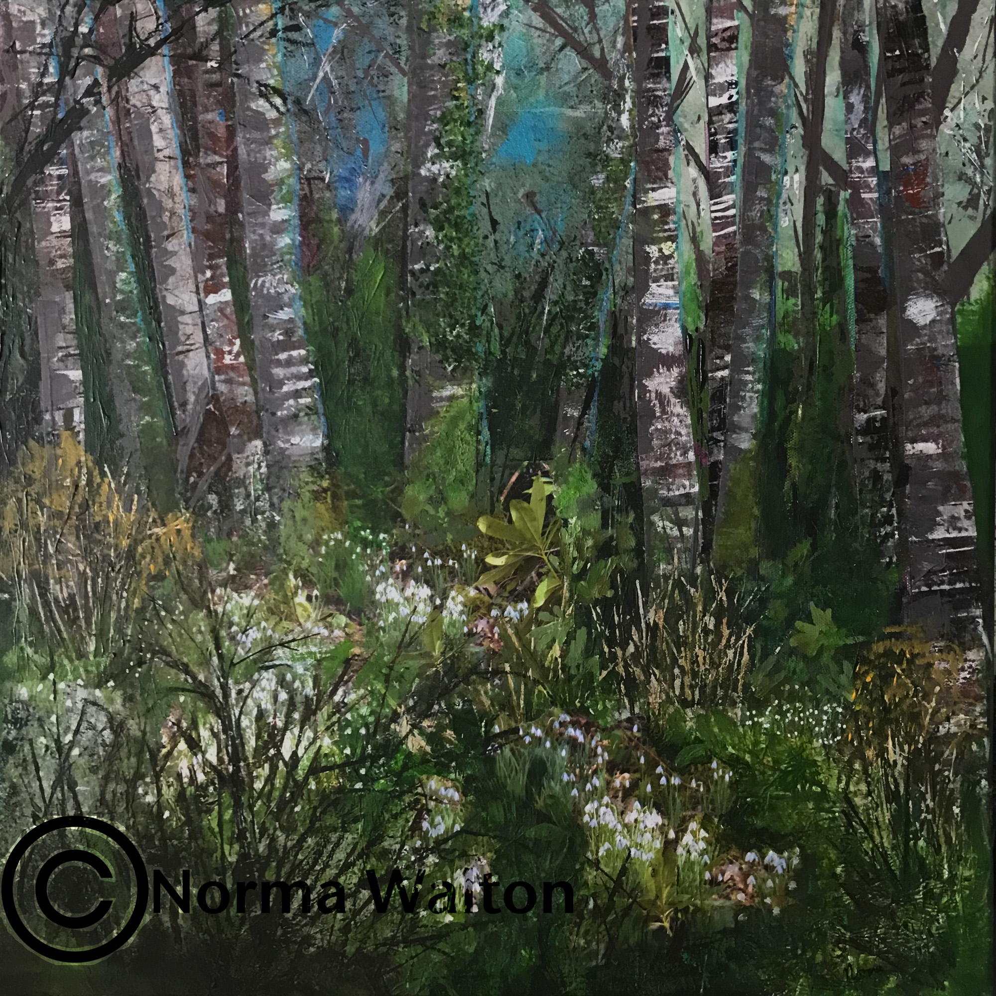 Woodland Snowdrops
