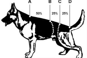 высота немецкой овчарки в холке. высота в холке немецкой. промеры собаки немецкой овчарки. рост немецкой овчарки стандарт породы. немецкая овчарка высота в холке стандарты.
