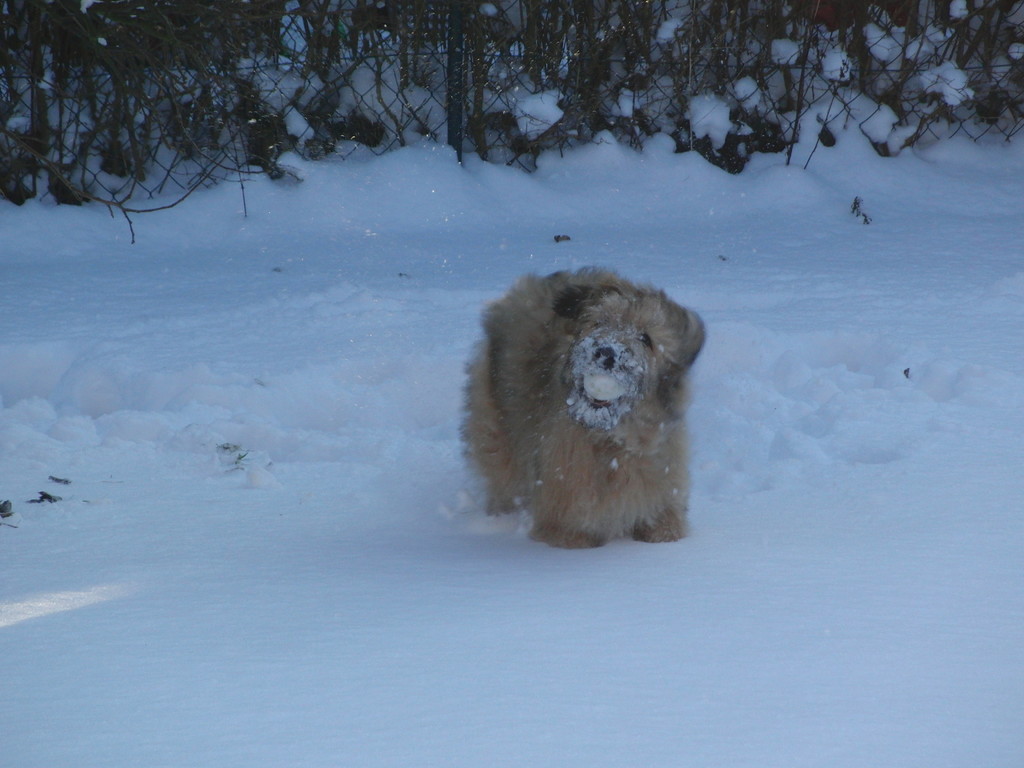 Meine Äpfel finde ich auch bei Schnee. Nur etwas hart sind die schon.