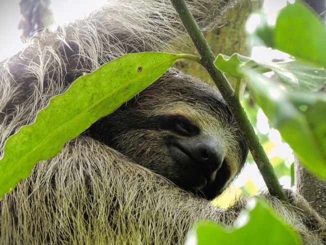 Corcovado Nationalpark - 2 Tage Tour Boat in Hike out