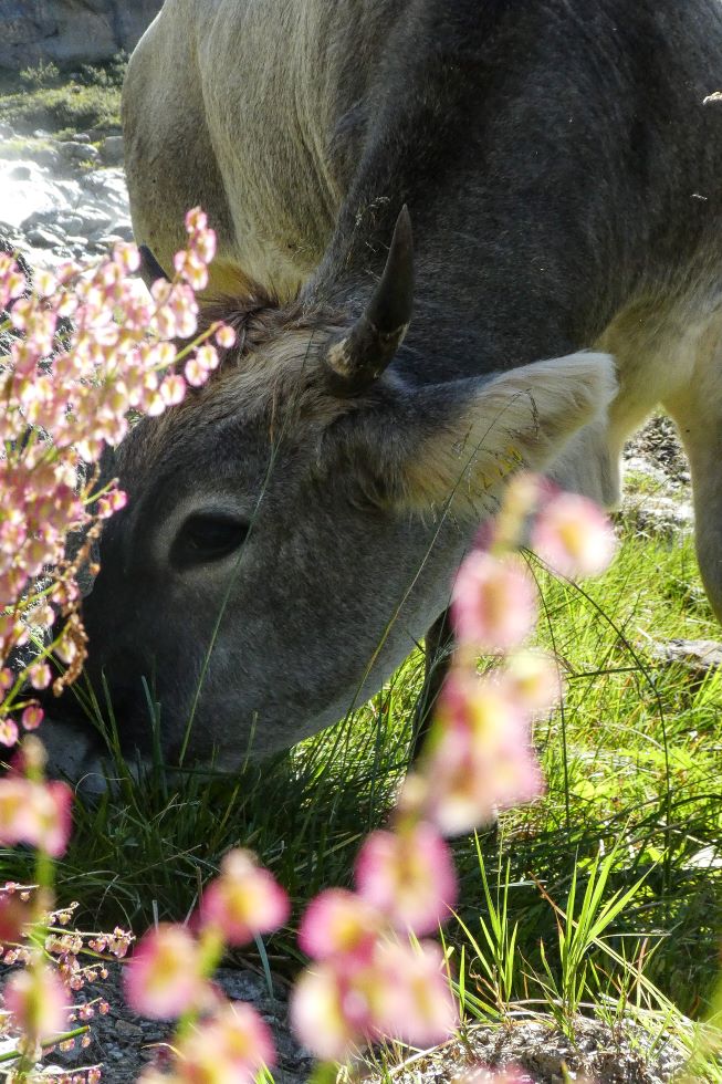 E5 Alpenüberquerung Oberstdorf Meran
