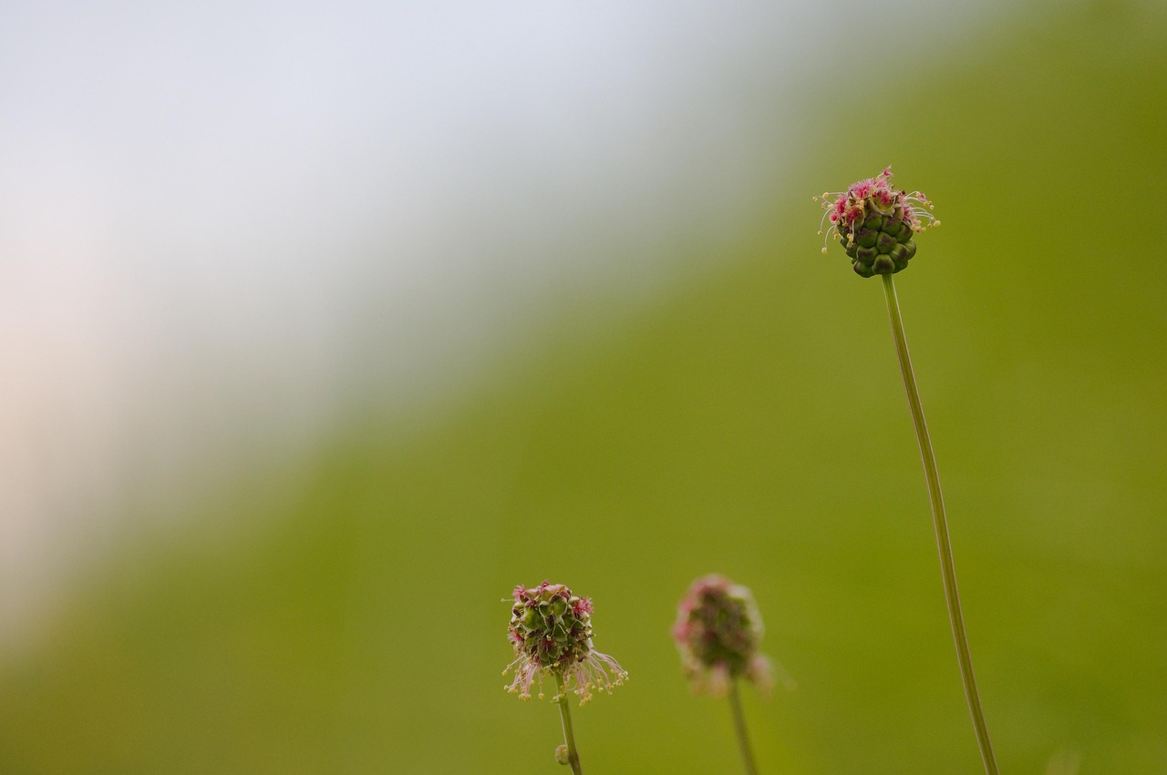 Was blüht denn da? Die Pimpinelle (Sanguisorba minor)