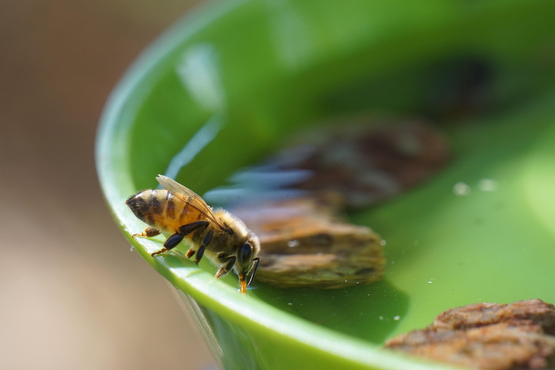 Bienen im Sommer unterstützen – So hilfst du Honigbienen und Wildbienen durch die Hitze