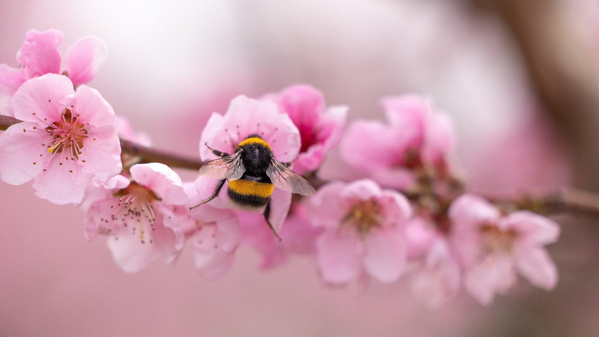 Deutsche Postcode Lotterie unterstützt auch 2024 Bienenretter: Mitmachaktion zum Weltbienentag