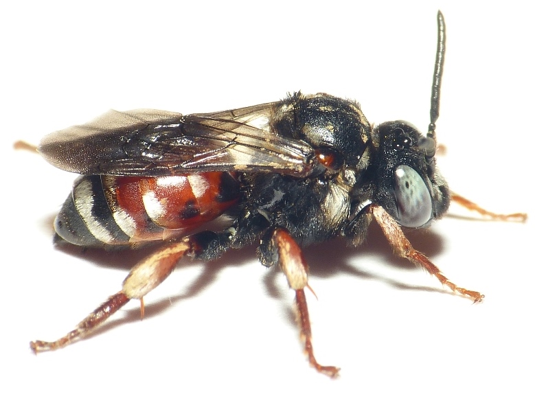 Na, wer bist denn du? Die Schmuckbiene ( Epeoloides coecutiens)