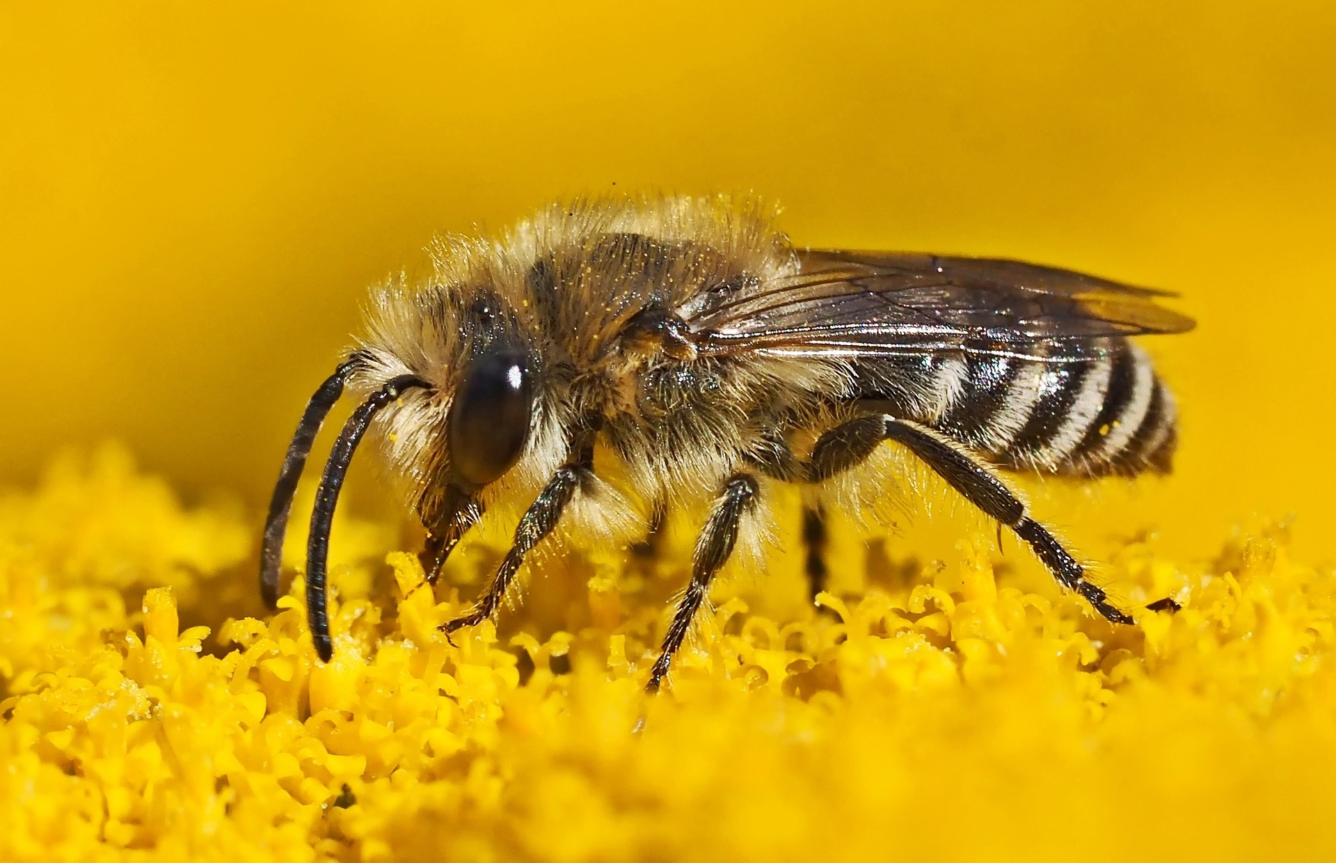 Biene des Monats:  Die Seidenbiene (Colletes daviesanus) – eine edle Nestbauerin