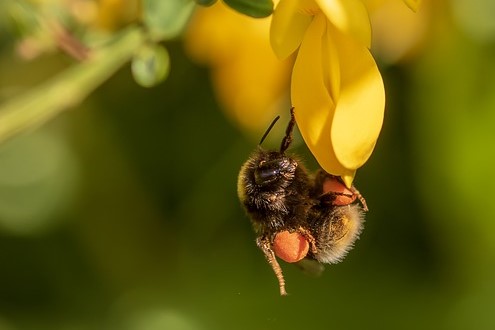 Biene des Monats: Gartenhummel