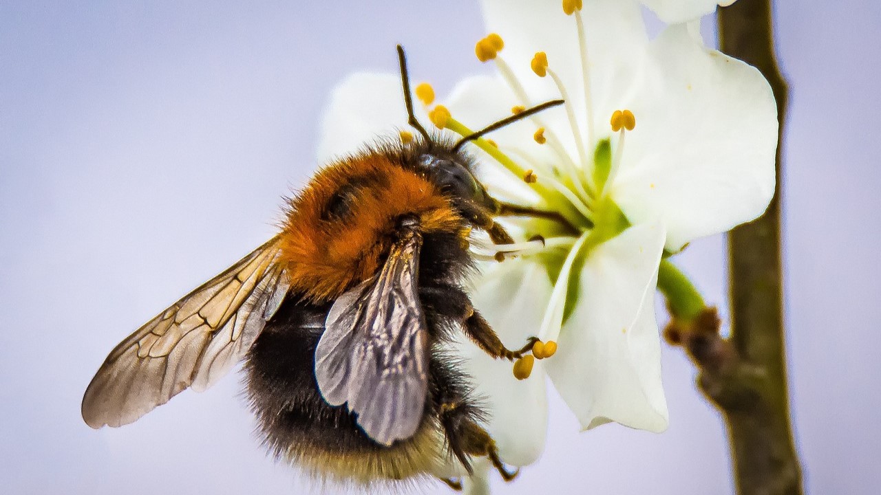 Der Erstfrühling 2024 ist über 3 Wochen zu früh