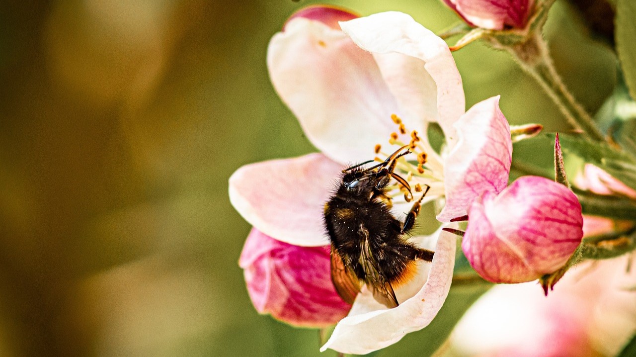 Sommerliche Temperaturen führen zu einem verfrühtem Vollfrühling