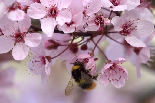 Biene des Monats: Wiesenhummel - klein, aber oho!