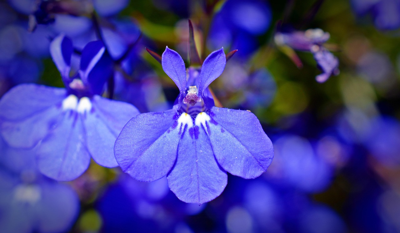Was blüht denn da? Männertreu (Lobelia erinus)
