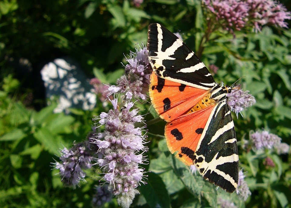 Schmetterling des Jahres 2025: Eigenartiger könnten die Namen dieses Falters kaum sein