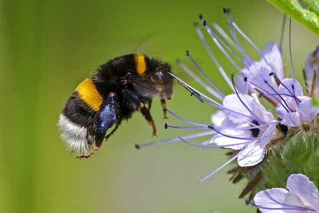 Biene des Monats: Erdhummel - eifrige Erntehelferin