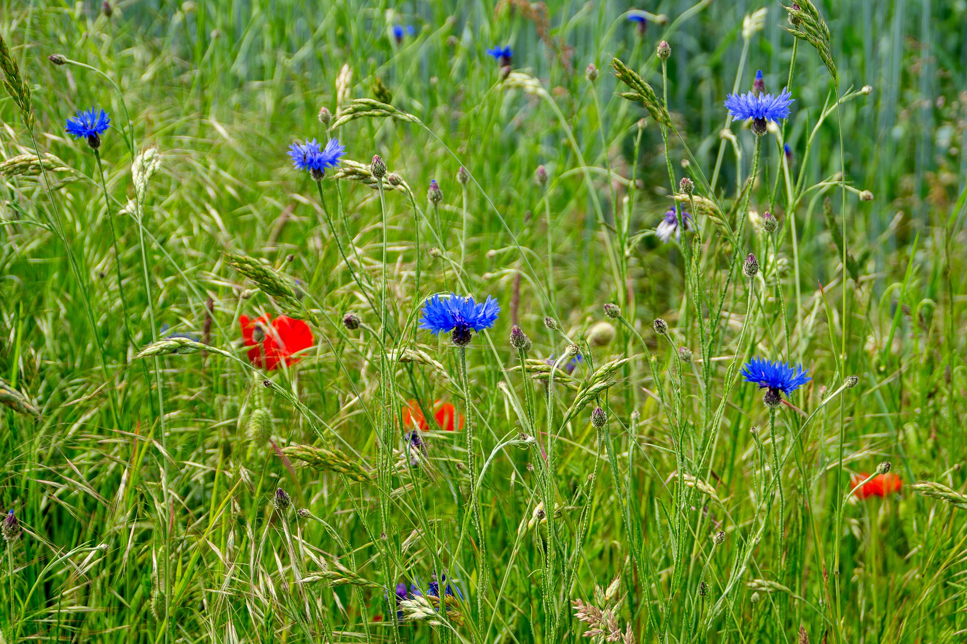 Die bunt betupften Felder sind verschwunden, erleben aber jetzt ihr Revival im Hausgarten