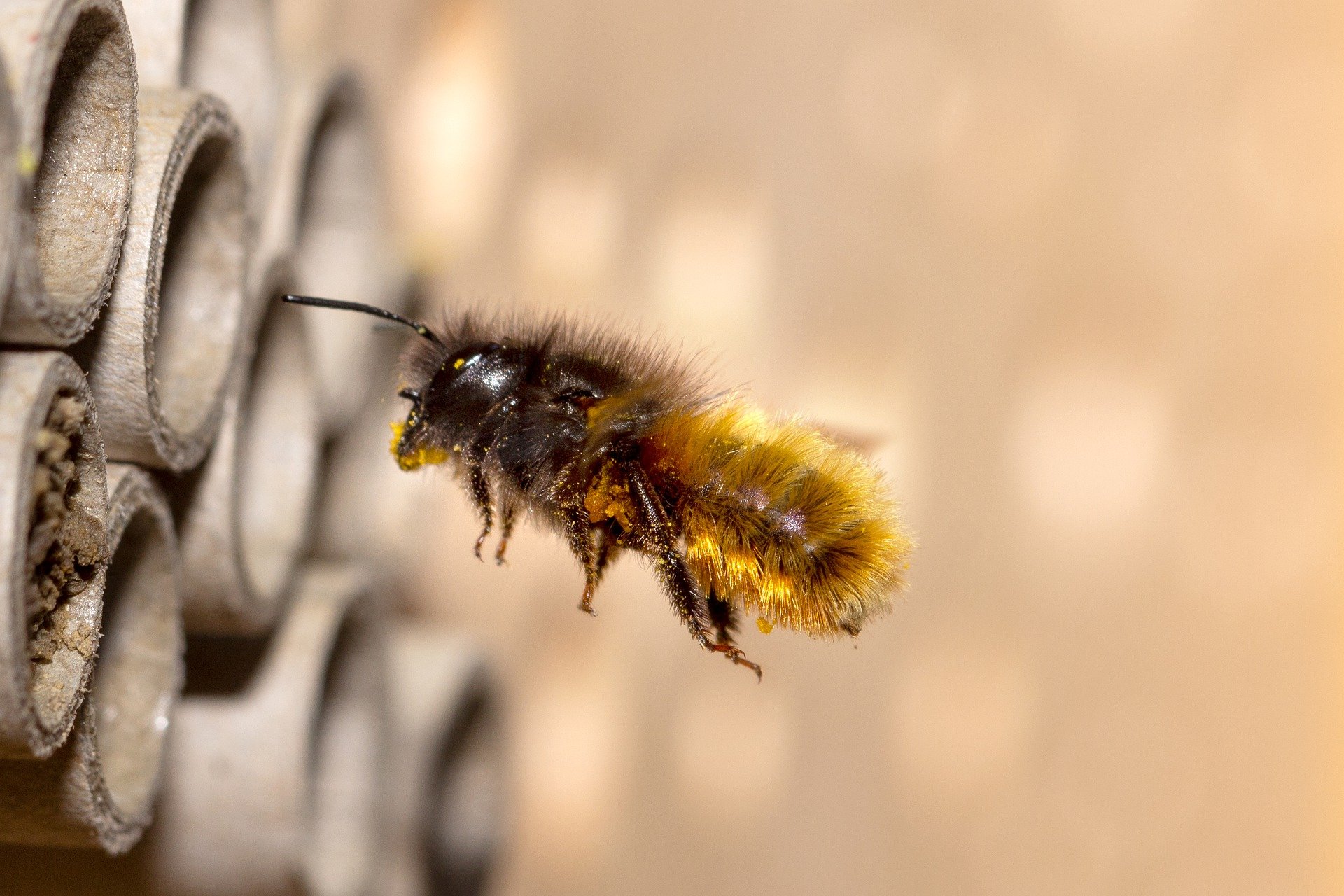 Neuer Trend Wildbienen-Kokons? – Die böse Überraschung kommt per Post