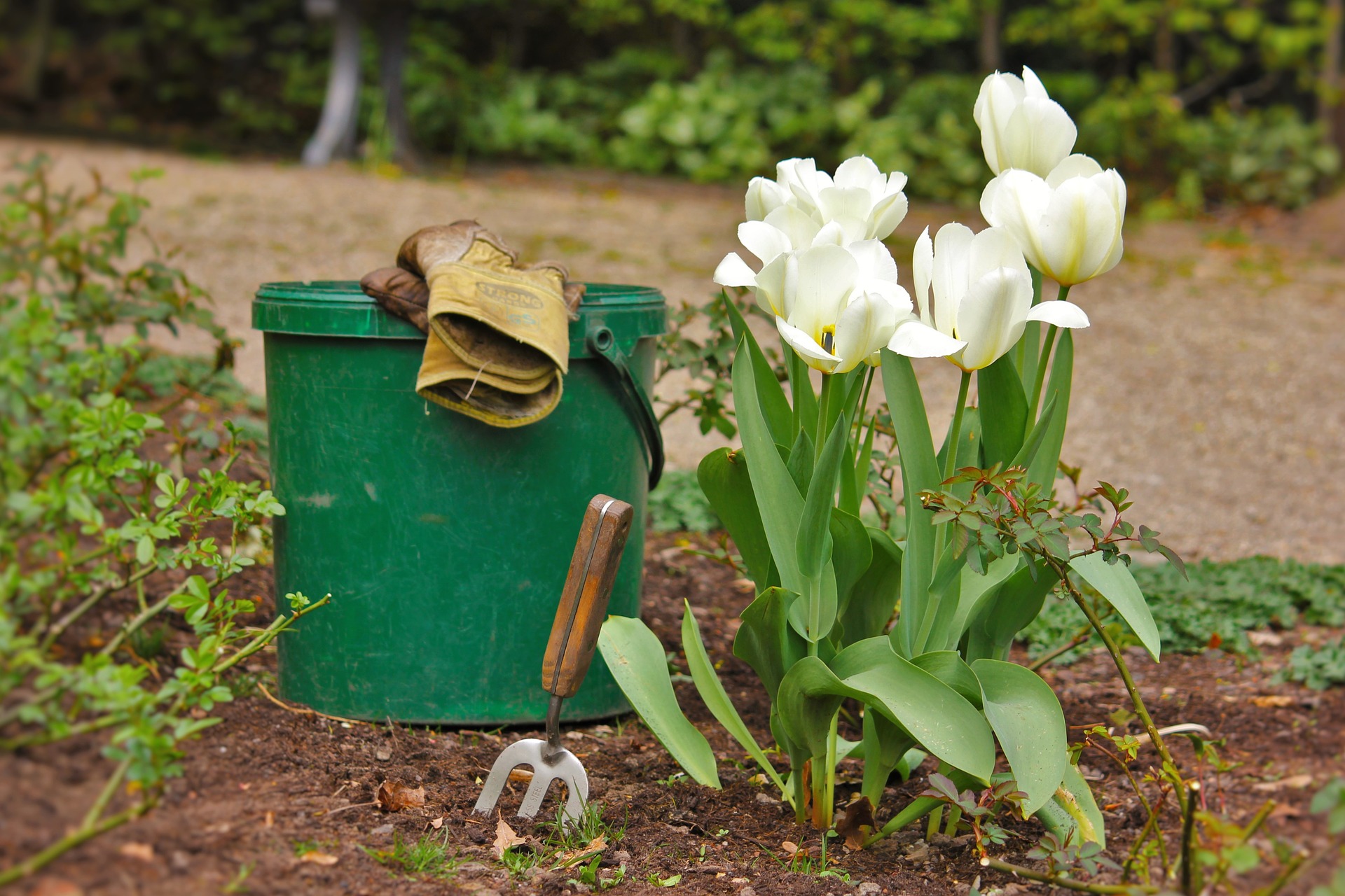 Heute ist Pflanz-eine-Blume-Tag