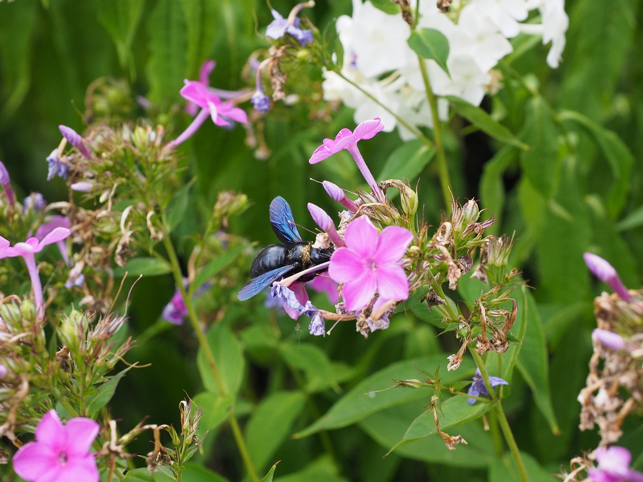 Na, wer bist denn du? Die Blauschwarze Holzbiene