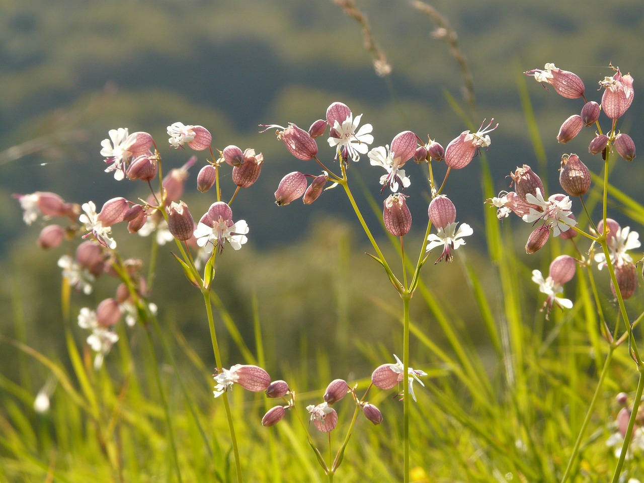 Was blüht denn da? Das Taubenkropf-Leimkraut (Silene vulgaris)