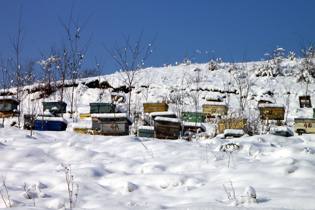 Was machen (Wild-)Bienen im Winter?