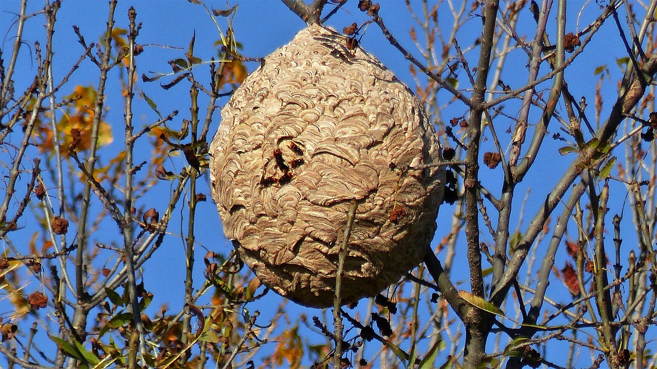 Asiatische Hornissen bedrohen Honigbienen in Deutschland