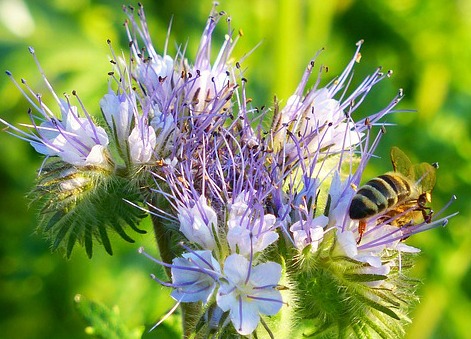 Bienenretter Bienenfreund Lass deine Stadt aufblühen