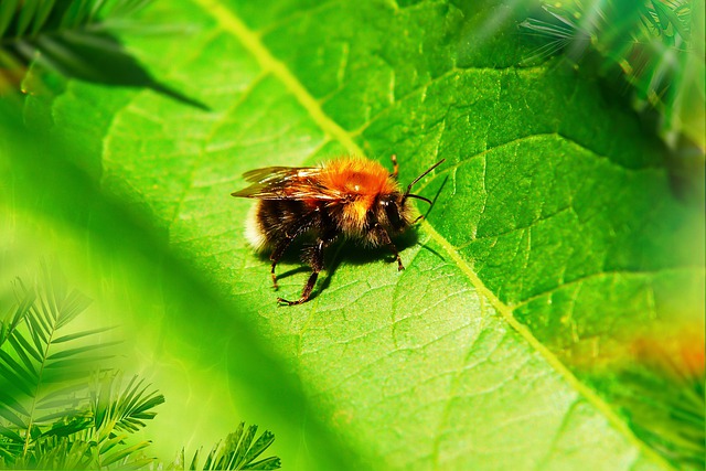 Biene des Monats: Baumhummel