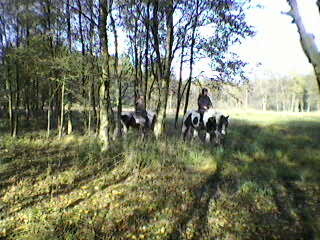 zu Pferd quer durch den lichten Wald streifen - welch ein Genuß!