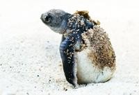 caretta caretta cirali