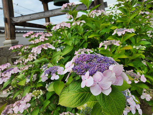 境内のお花たち―6月―