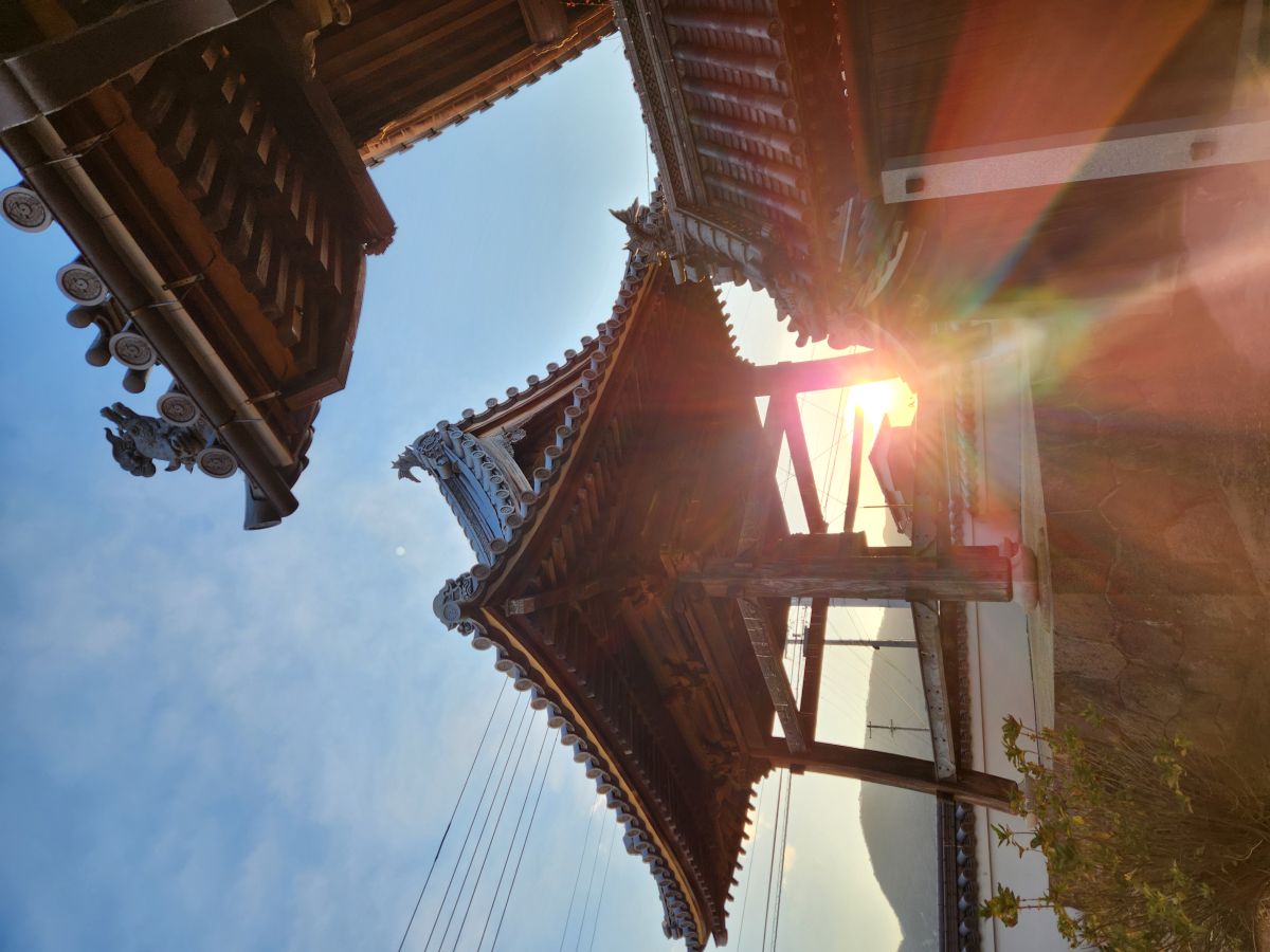 慈光迎春