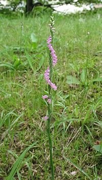 Chinese-spiranthes from Wikipedia