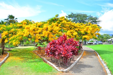 黄色い花 Queen Kapiolani Garden ハワイのこと いろいろ