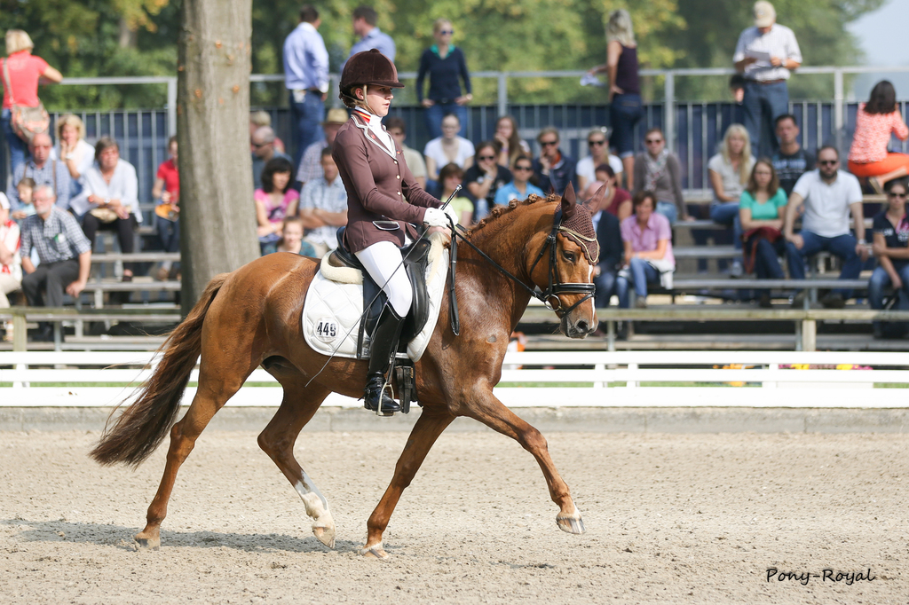 Bundeschampionat Finale 5 Jährige Dressurponys - Die oder Keine 