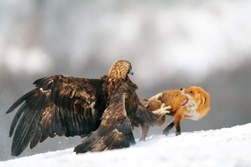Les trois renards
