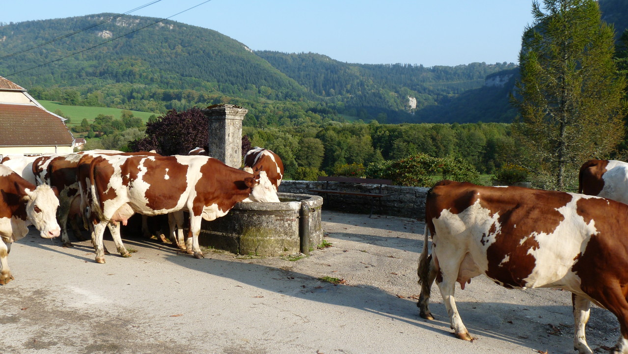 Troupeau de vaches autour d'une fontaine à Nans