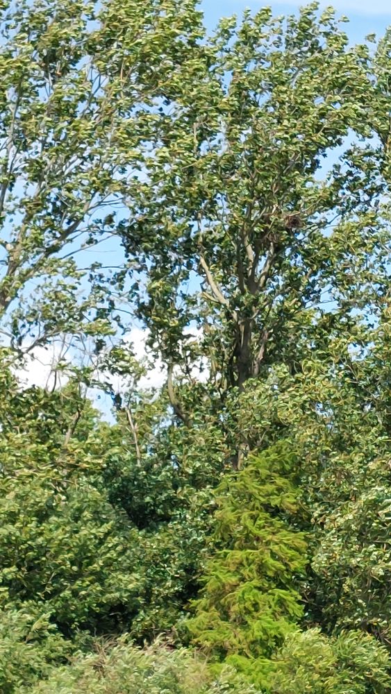 Nest vom Seeadler