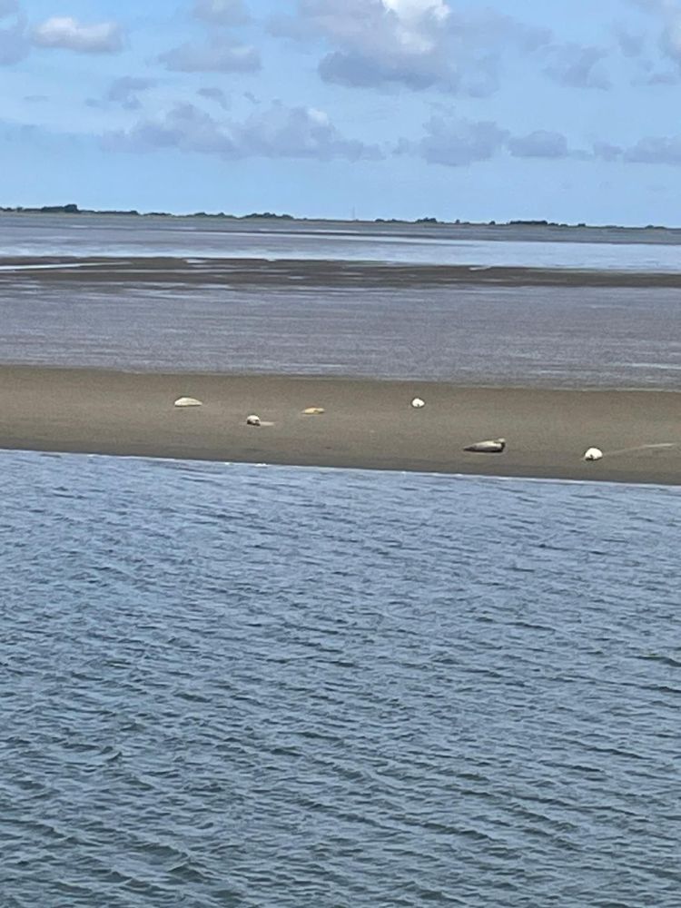 Robben auf der Sandbank