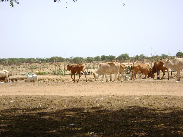 LES VACHES A PAPIER HUMENT LE SOL ARIDE