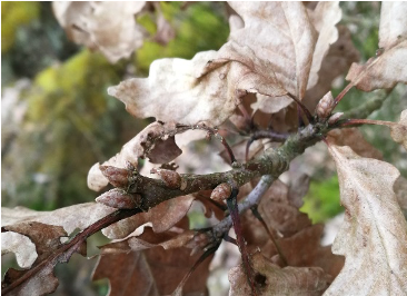 2: Traubeneiche (Quercus petraea)