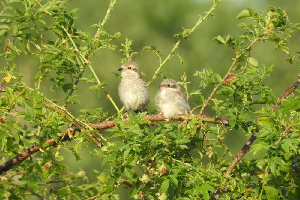 Samstag, 05. Juli 2025 Exkursion Vogelwelt am Mechower See