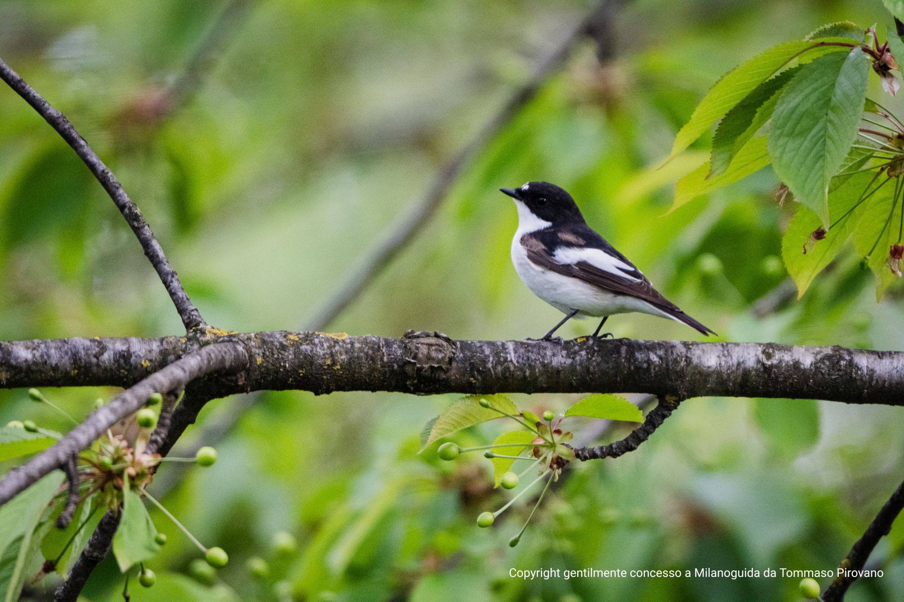 Visita guidata Oasi WWF Le Foppe
