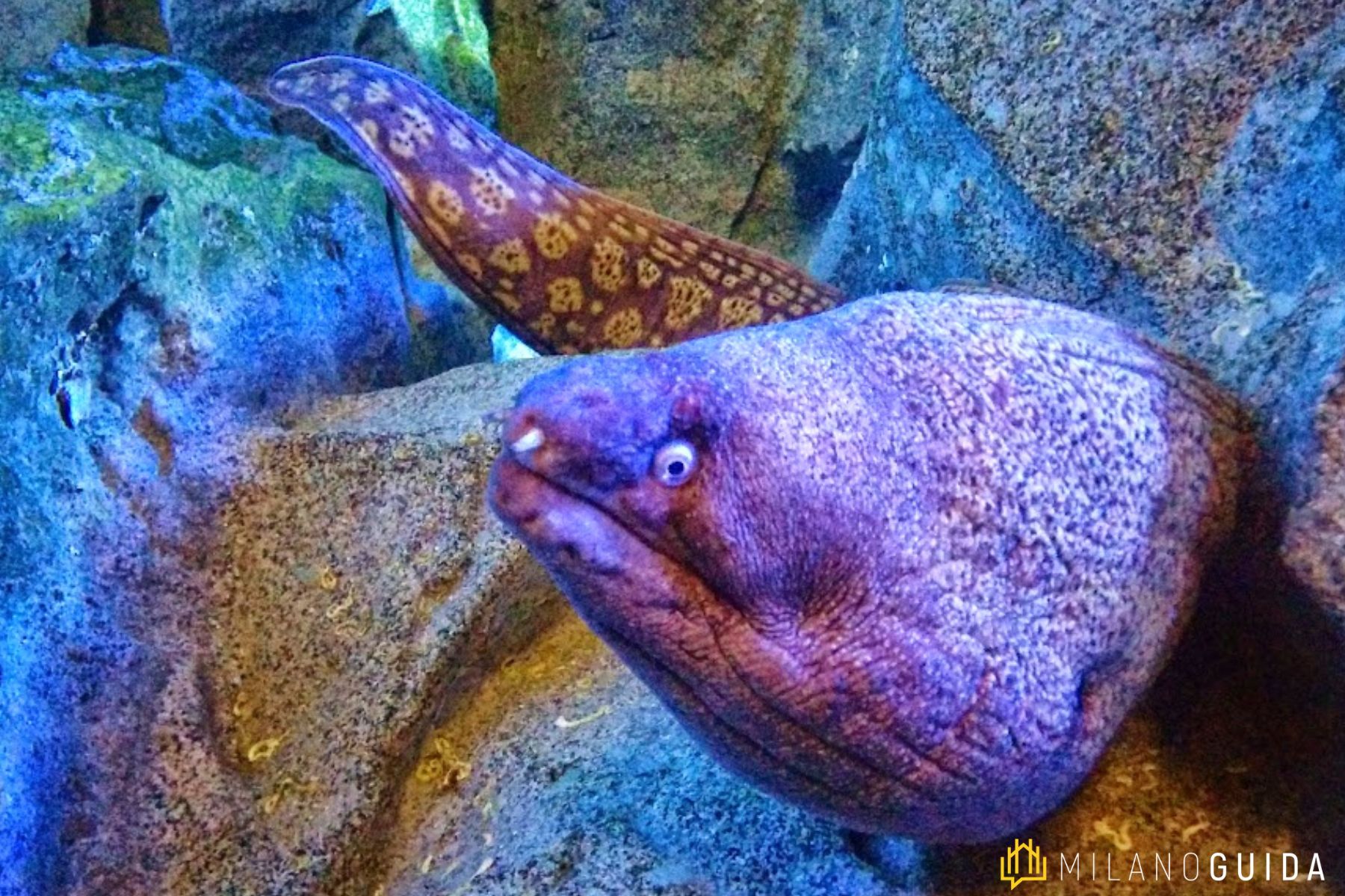 Visita guidata Acquario Civico Milano