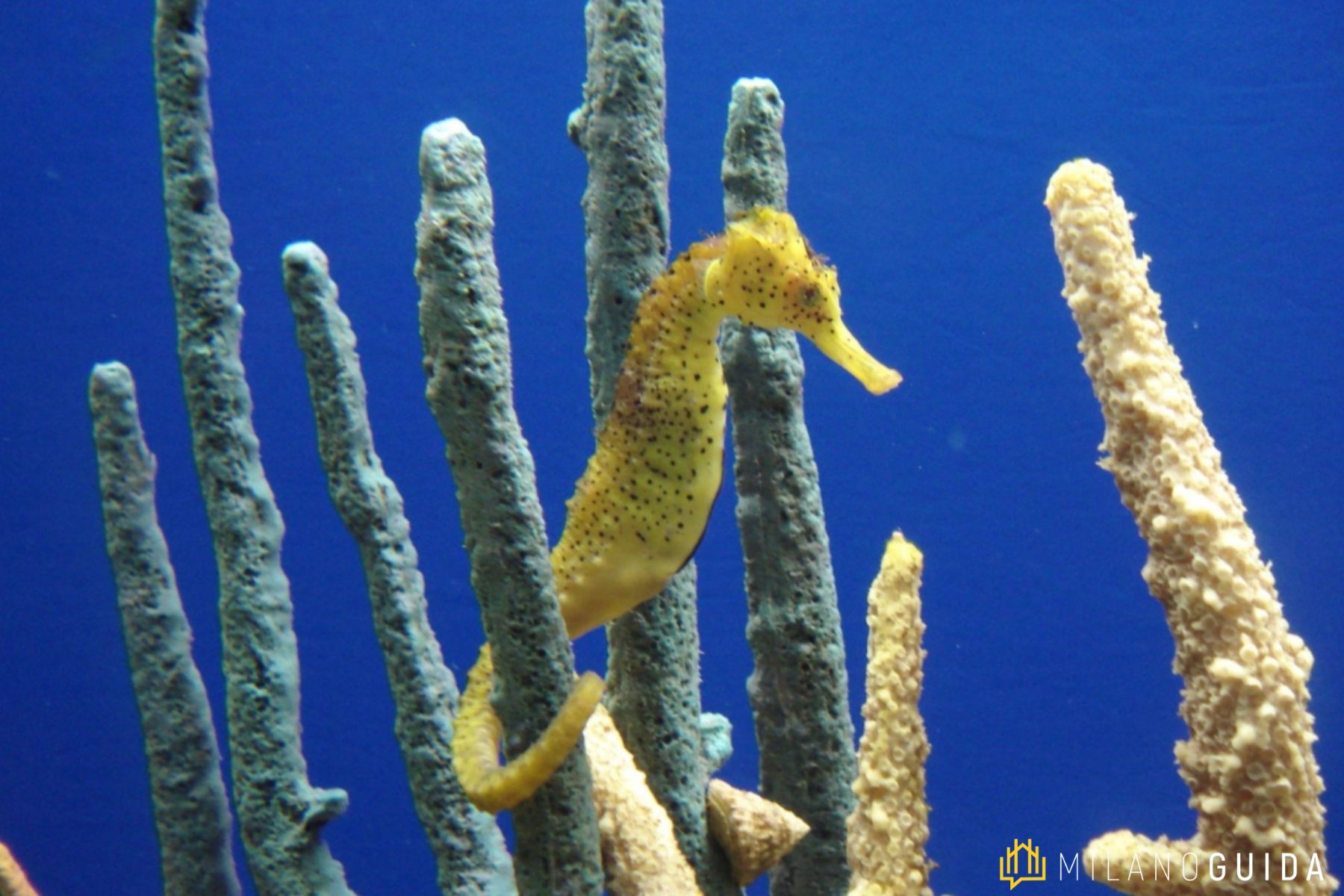 Visita guidata Acquario Civico Milano