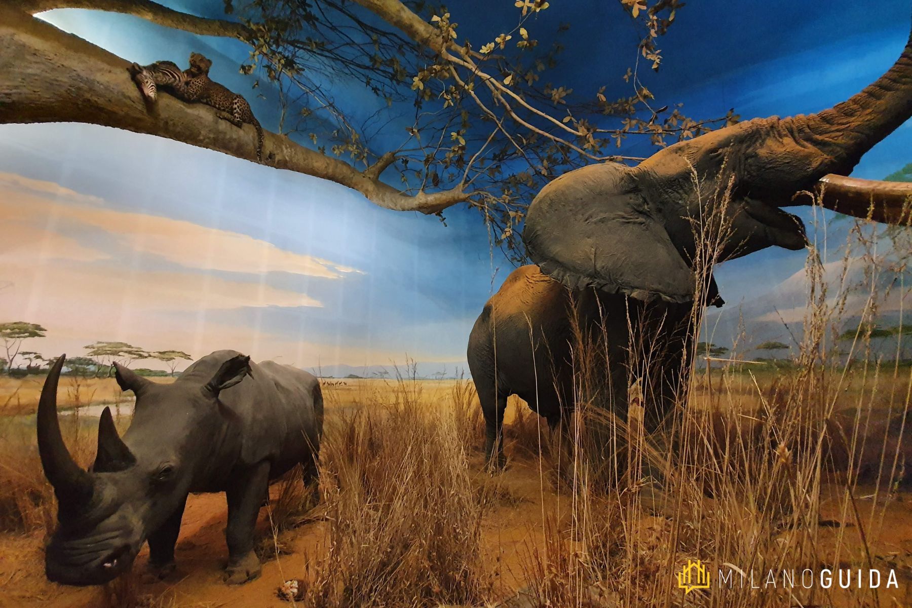 Museo di Storia Naturale Milano per bambini