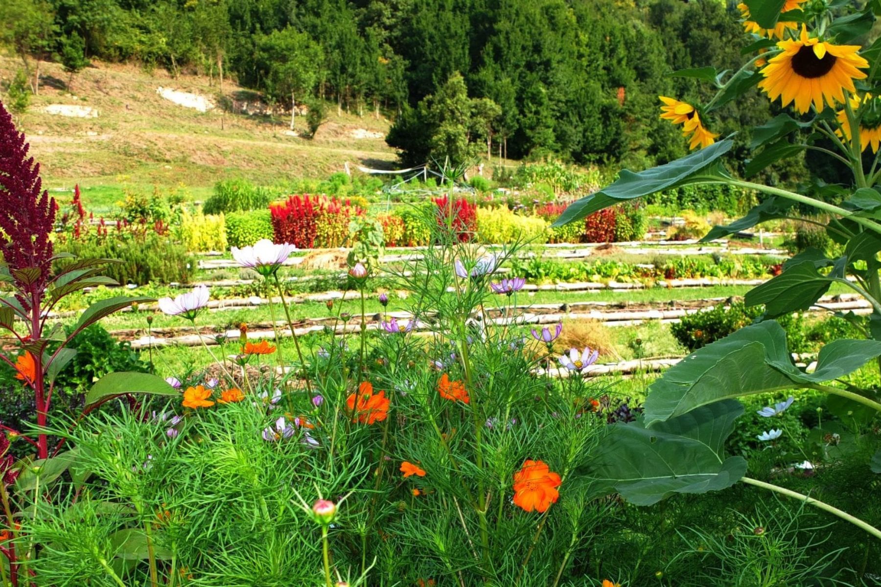 Visita guidata Monastero Astino Orto Botanico