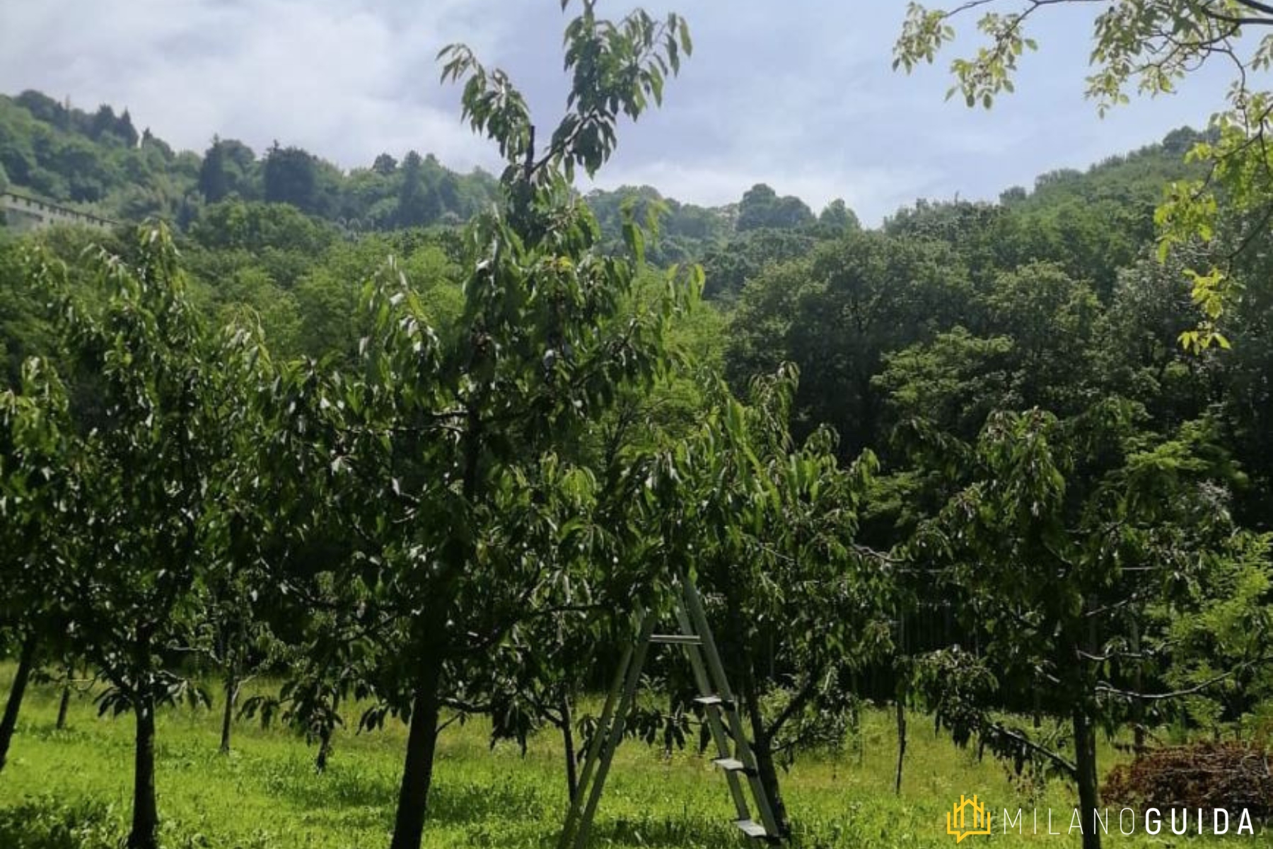 Visita guidata Monastero Astino Orto Botanico