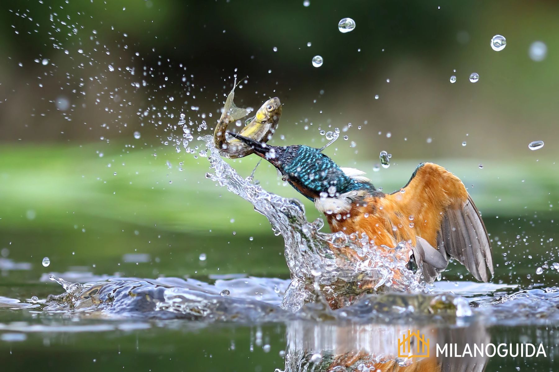 Visita guidata Oasi WWF Le Foppe