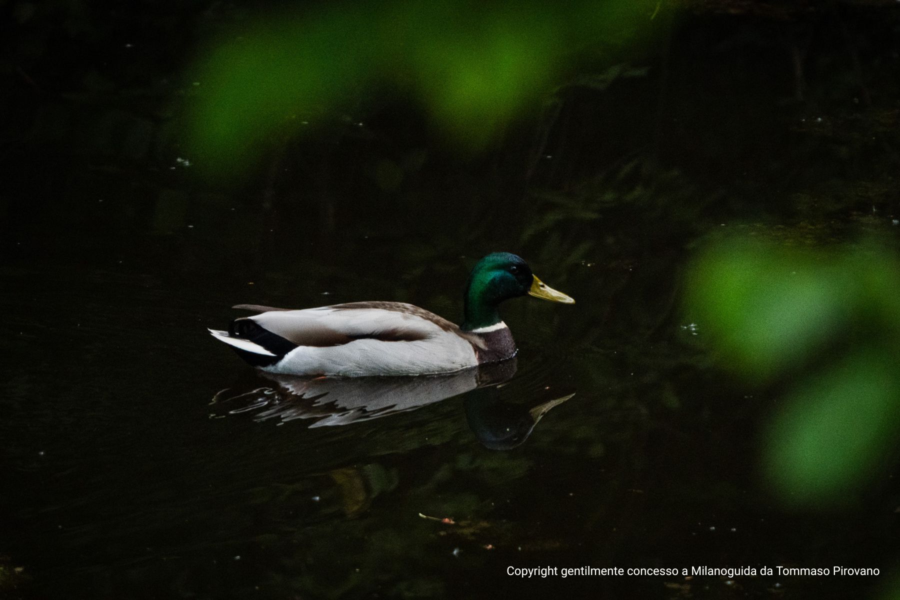 Visita guidata Oasi WWF Le Foppe