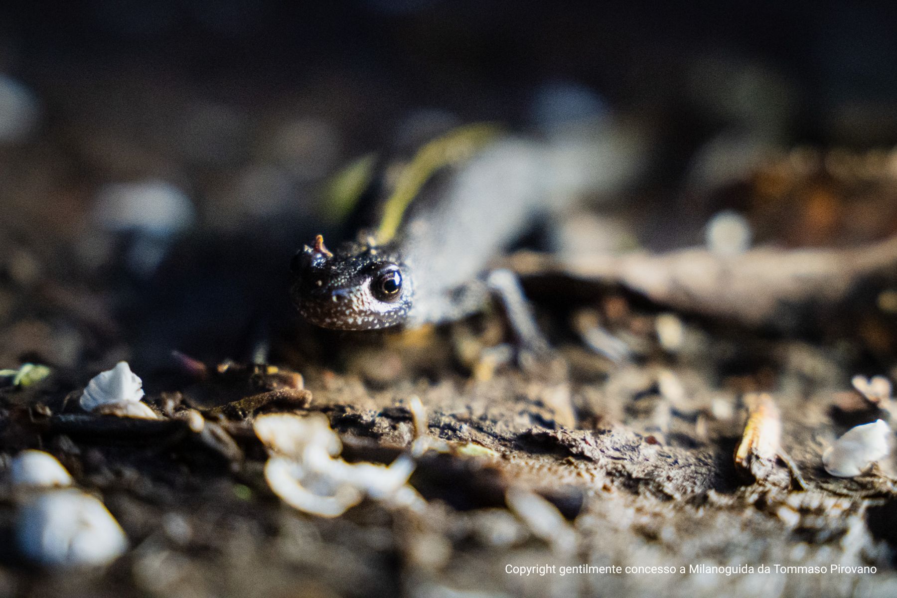 Visita guidata Oasi WWF Le Foppe